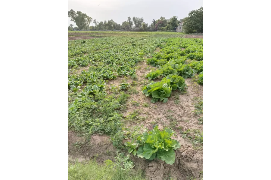 25 Kanal Farm for Sale in Chak Shehzad, Islamabad