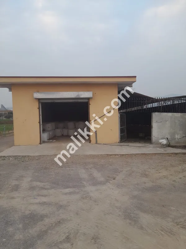 ڈیری فارم برائے فروخت