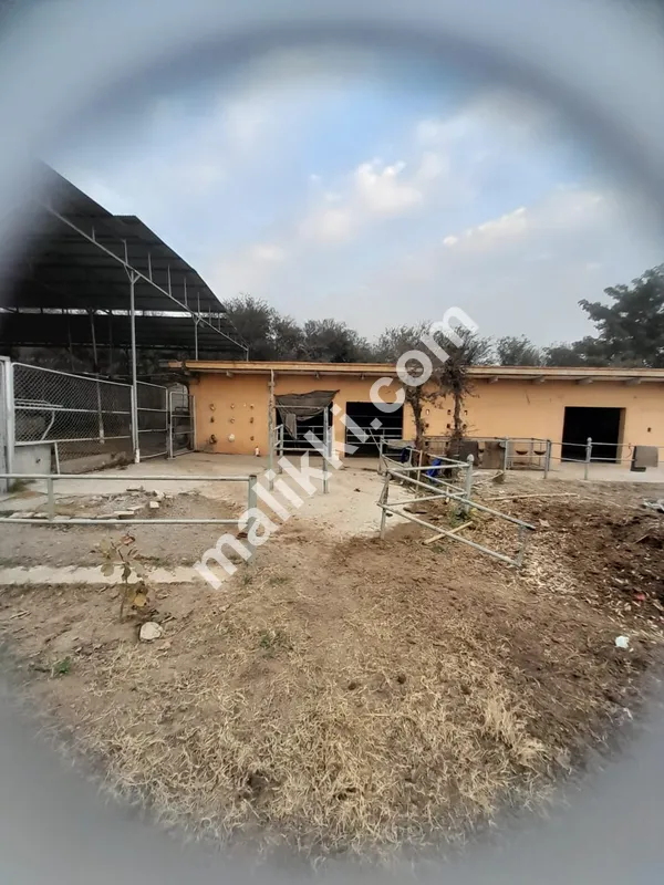 ڈیری فارم برائے فروخت