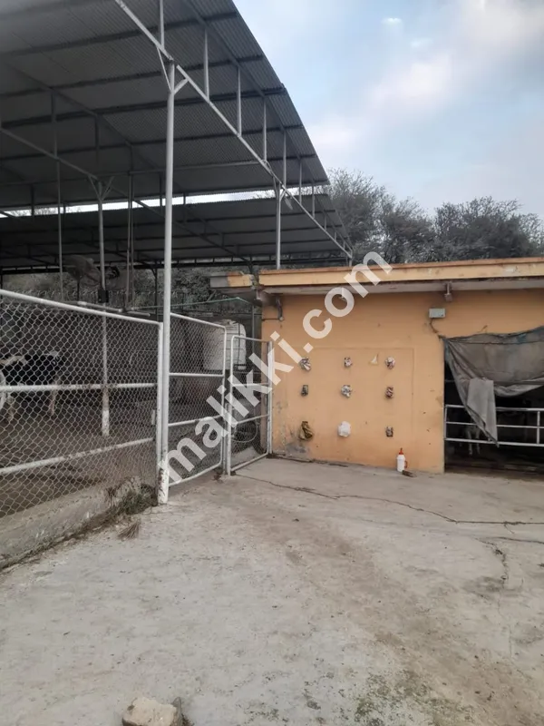 ڈیری فارم برائے فروخت