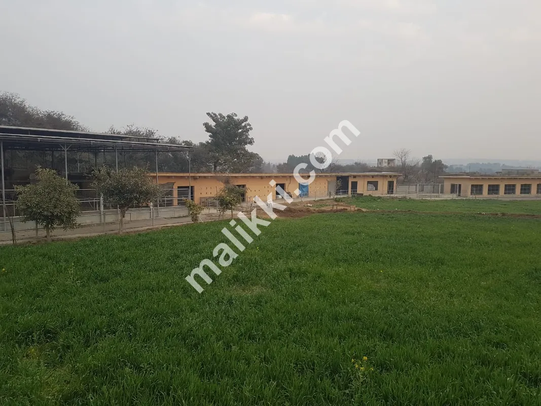 ڈیری فارم برائے فروخت-0