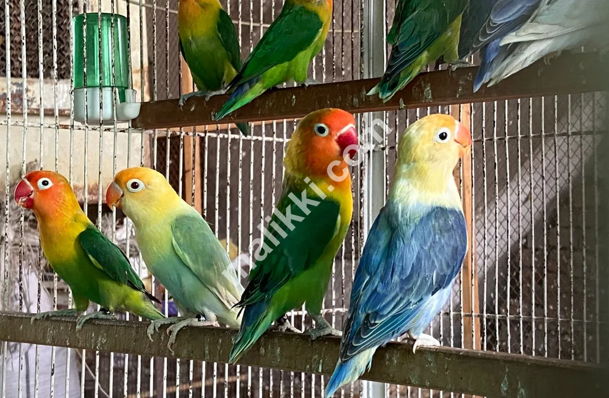 Love Birds Variety